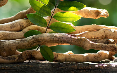 What Is Horny Goat Weed & How Does It Support Sexual Wellness Naturally?