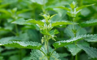 Stinging Nettle Tincture for Hormone and Prostate Health: The Prickly Plant with Powerful Benefits